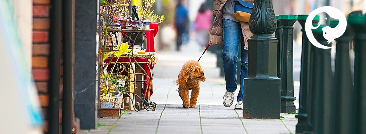 Human walking a leashed dog calmly on a quiet neighborhood sidewalk
