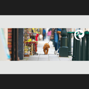 Human walking a leashed dog calmly on a quiet neighborhood sidewalk