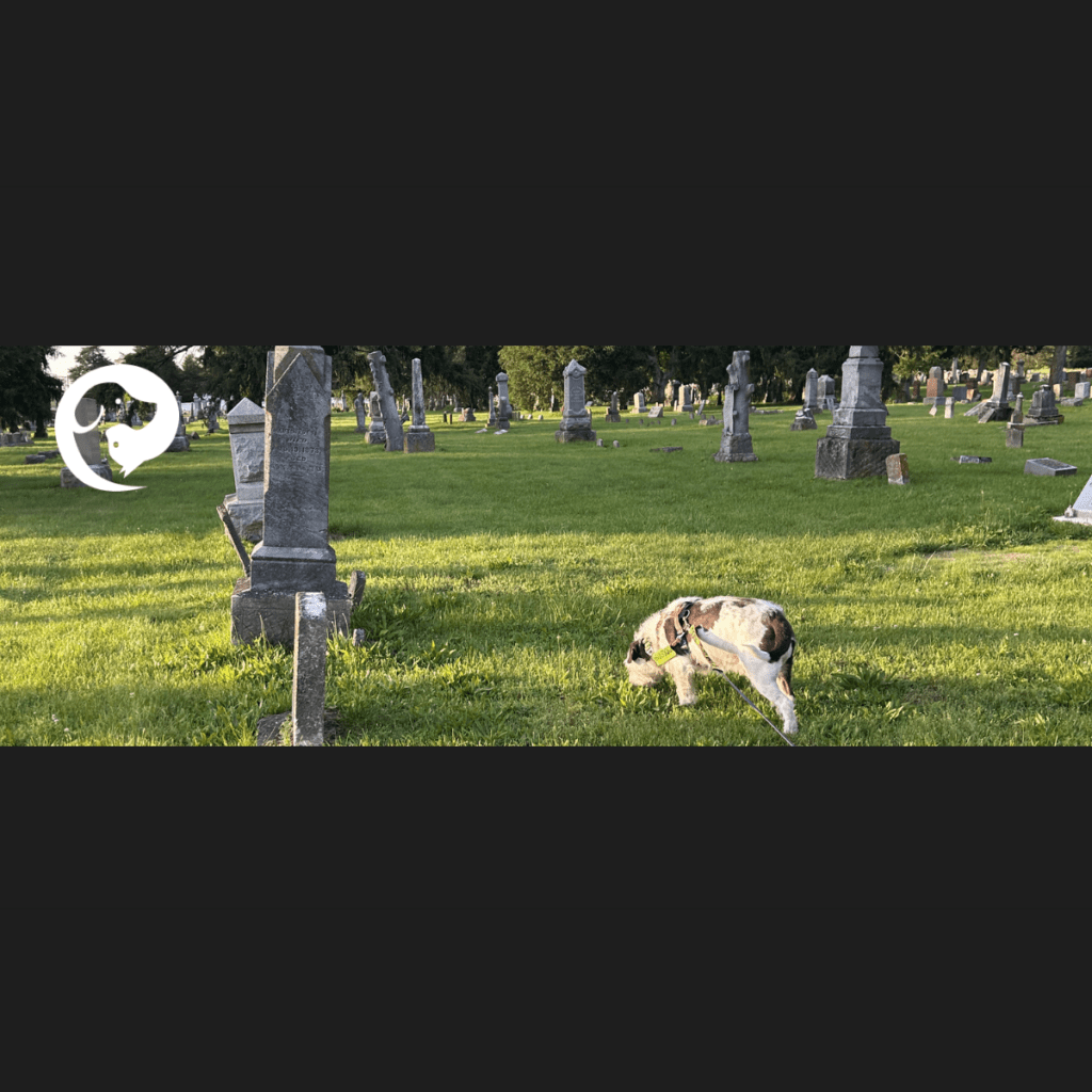A scruffy white and dark grey dog walking on a long line in a cemetery.