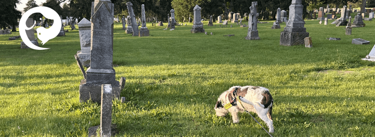 A scruffy white and dark grey dog walking on a long line in a cemetery.
