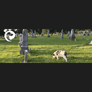 A scruffy white and dark grey dog walking on a long line in a cemetery.