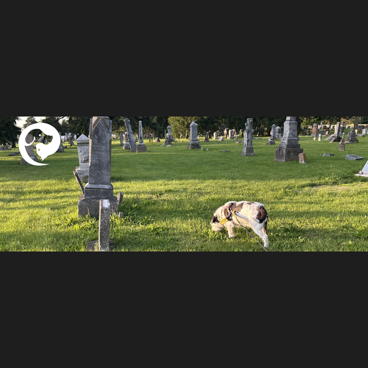 A scruffy white and dark grey dog walking on a long line in a cemetery.