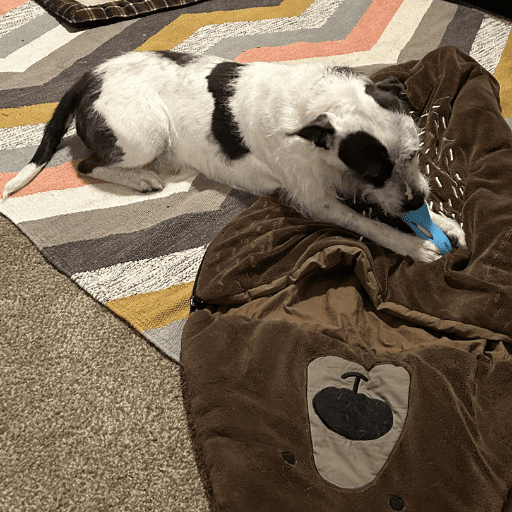 A scruffy white and dark grey dog holding and chewing on a toy. Reactive dog working on a long term calming project.