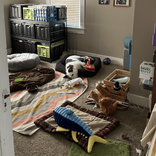 A scruffy white and dark grey dog on a dog bed with his head hanging off the side. He is taking a break in his messy room with toys strewn all over.