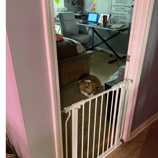 A red and white corgi having a chew with the gate closed so her person can take a break.