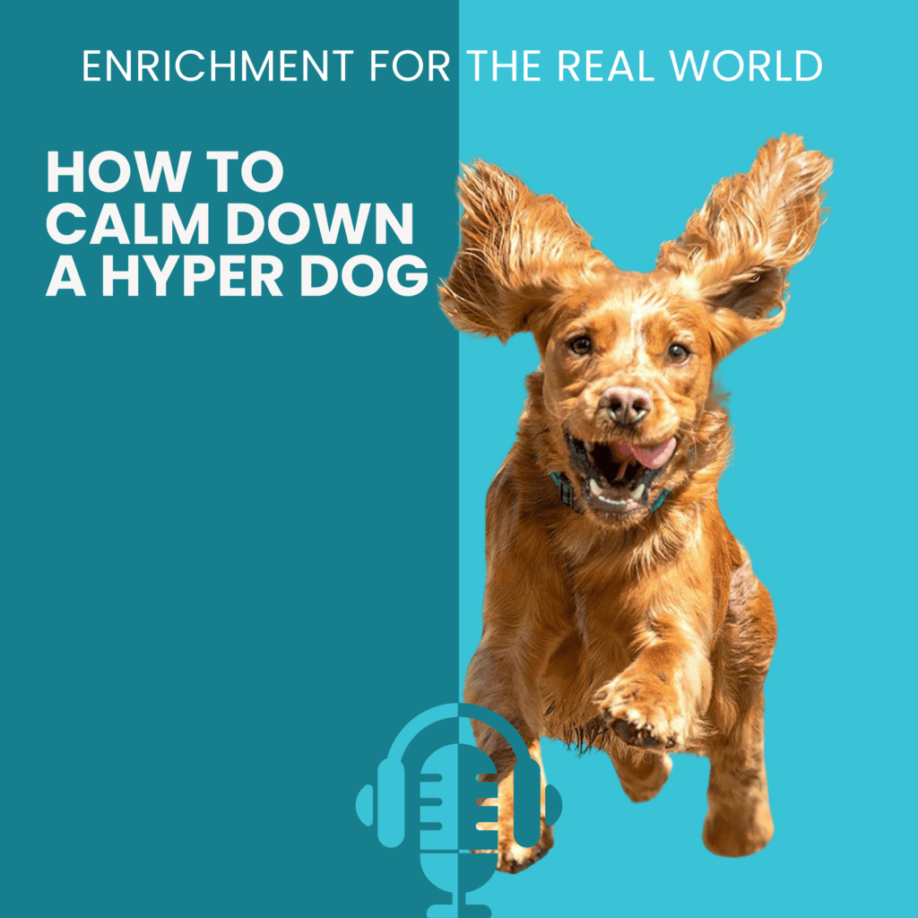 Image of a dog mid-sprint with ears and tongue flying. Text reads: How to Calm Down a Hyper Dog.