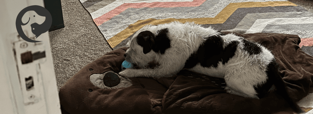 A scruffy white and dark grey dog lying on a mat that looks like a bear, calmy licking a long-lasting calming project treat.