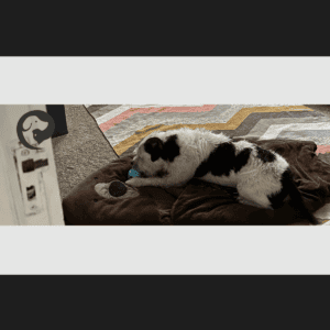 A scruffy white and dark grey dog lying on a mat that looks like a bear, calmy licking a long-lasting calming project treat.