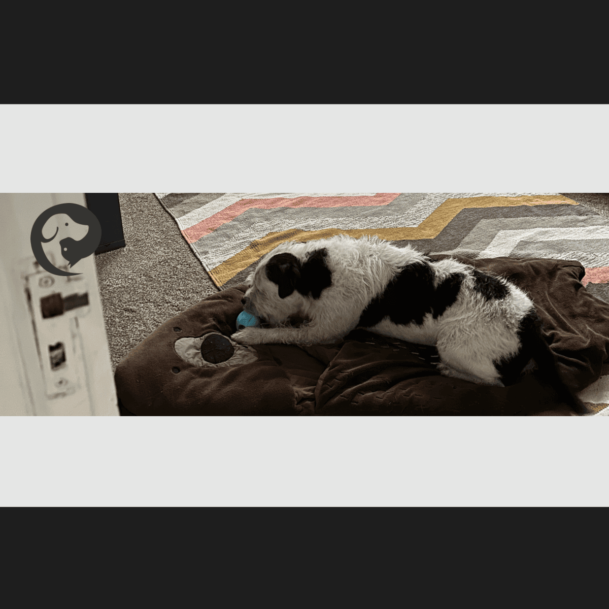 A scruffy white and dark grey dog lying on a mat that looks like a bear, calmy licking a long-lasting calming project treat.