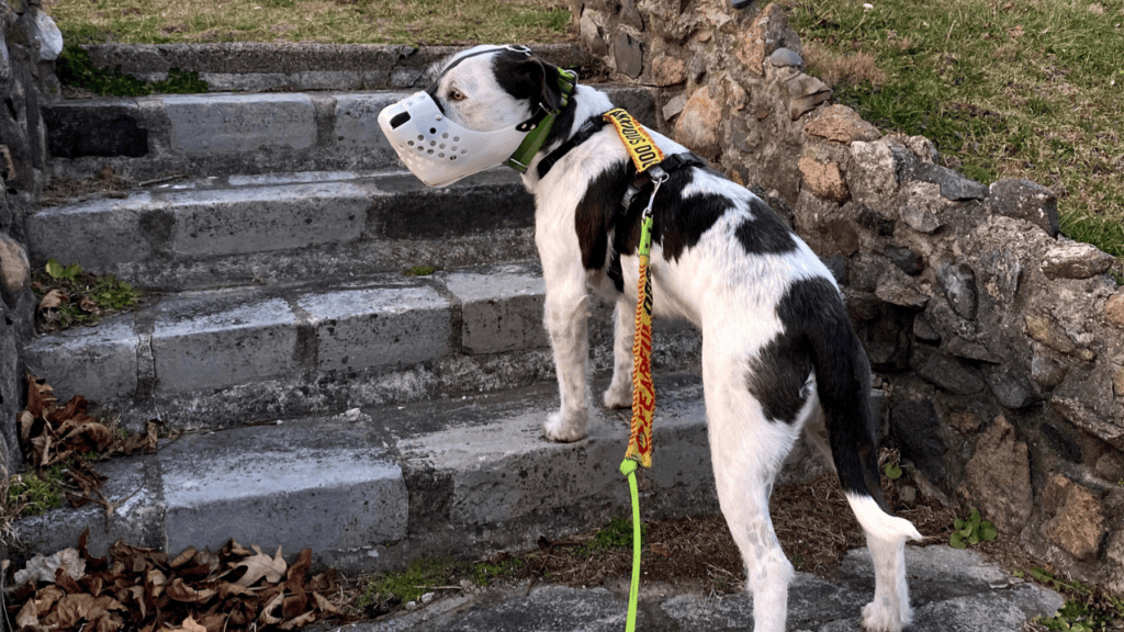 A scruffy white and dark grey dog wearing a muzzle and a yellow flag on his leash. Behavior consultants for reactive dogs.