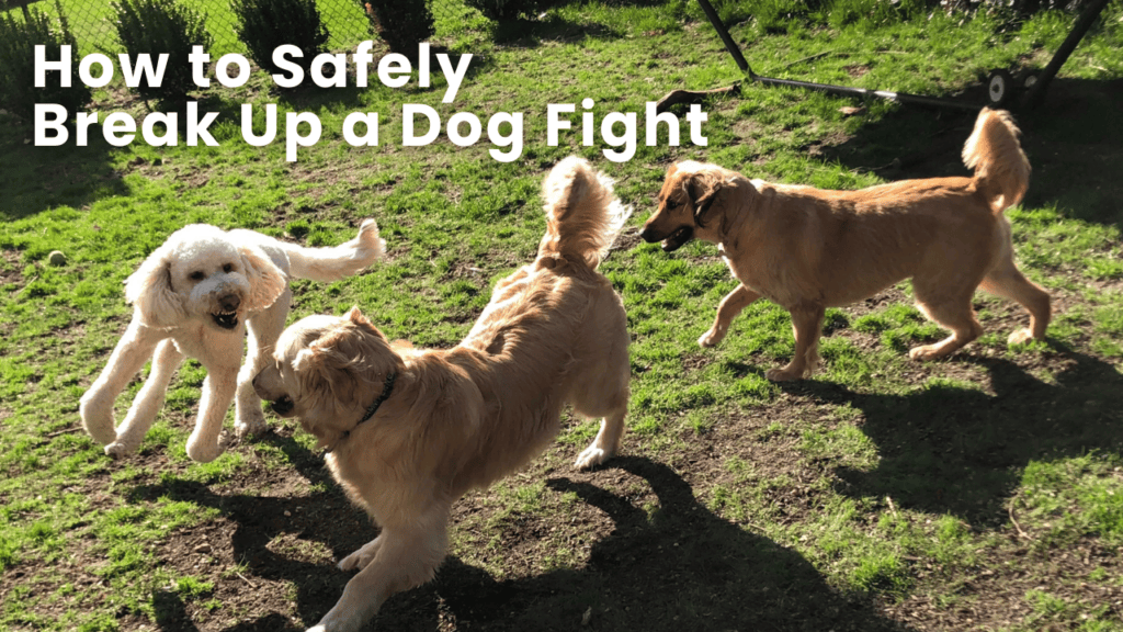 Three dogs romping in a grassy lawn. Text reads: How to safely break up a dog fight.