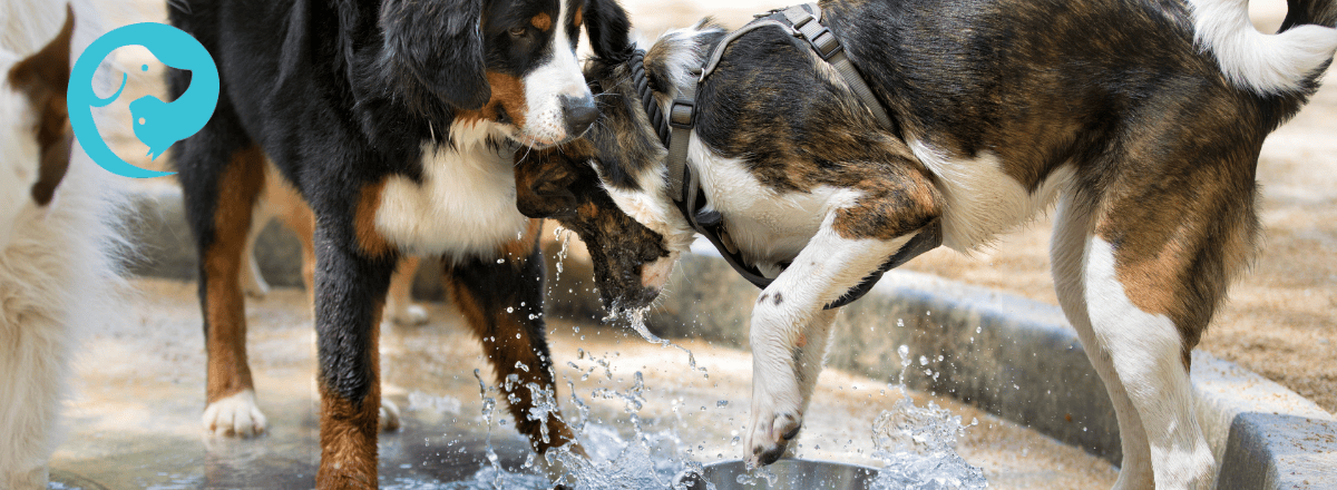 A group of dogs playing in water, a great way to exercise your dog without walking.