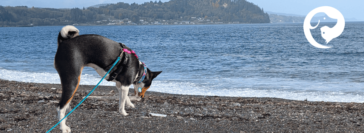 A basenji dog sniffing along a rocky beach