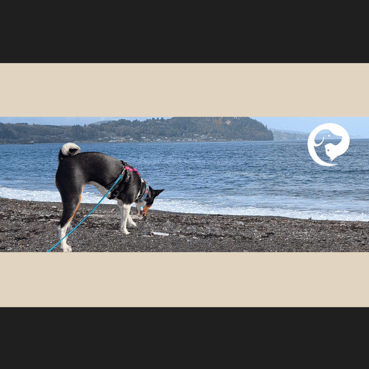 A basenji dog sniffing along a rocky beach