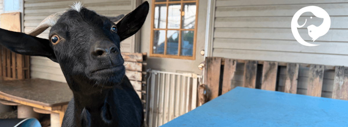 A black goat on a back porch. Descriptive living for an individual family with multiple species.
