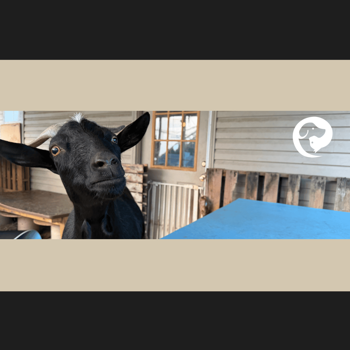 A black goat on a back porch. Descriptive living for an individual family with multiple species.