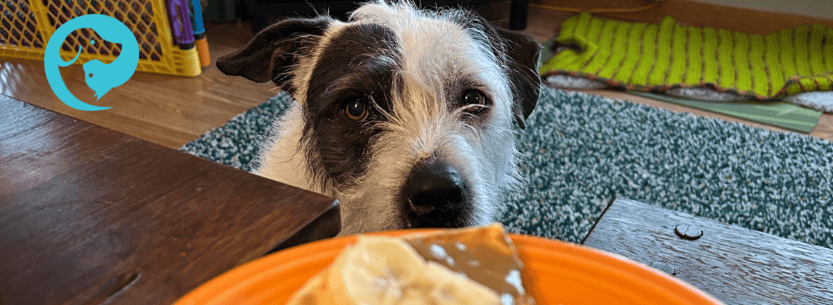 A scruffy white and dark grey dog looking at an orange plate with something on it. Resource guarding in dogs goes beyond the food bowl.