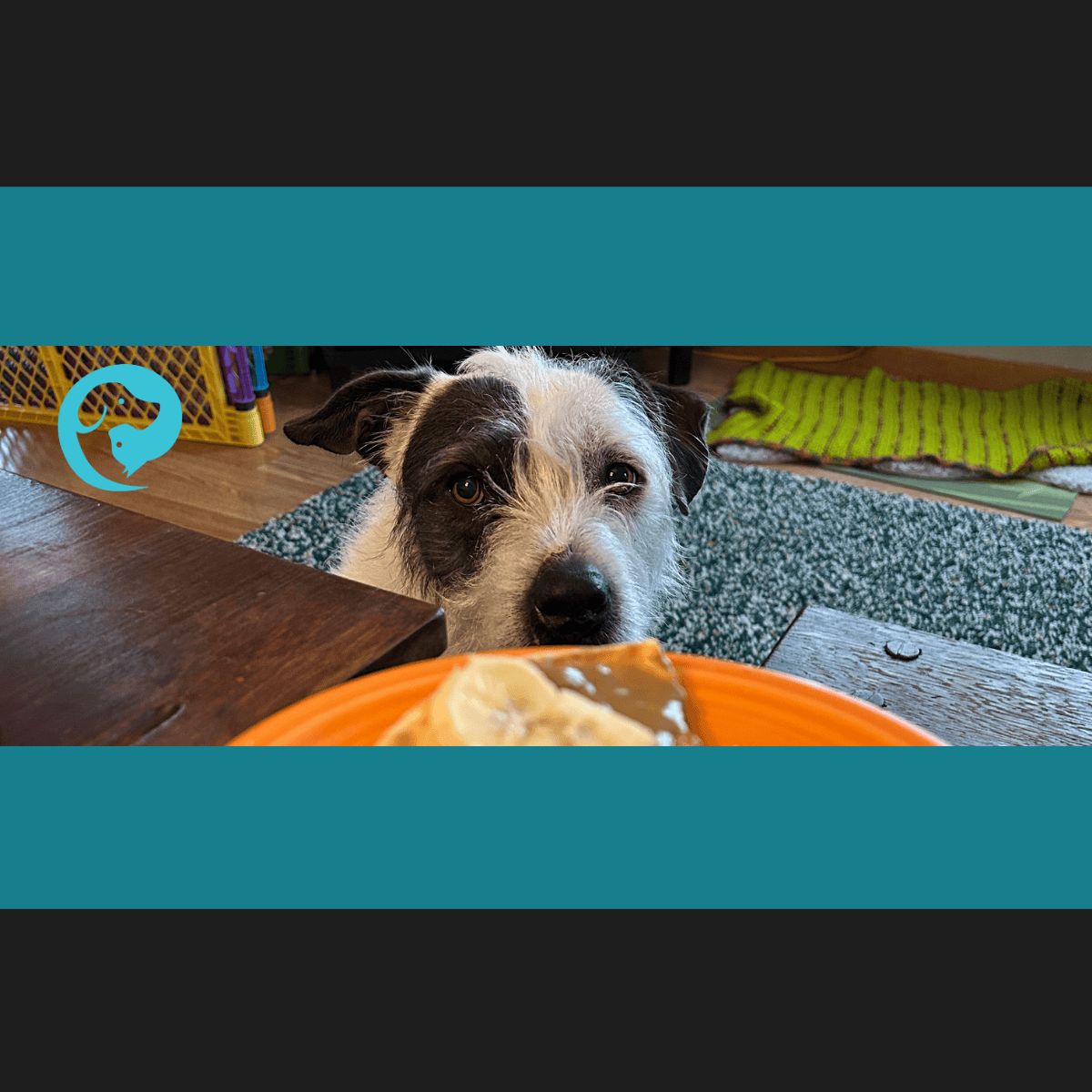 A scruffy white and dark grey dog looking at an orange plate with something on it. Resource guarding in dogs goes beyond the food bowl.