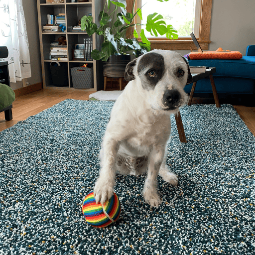 A scruffy white and dark grey dog with his front paw placed on top of a rainbow ball. His eyes are wide and his body is tense, this is resource guarding.