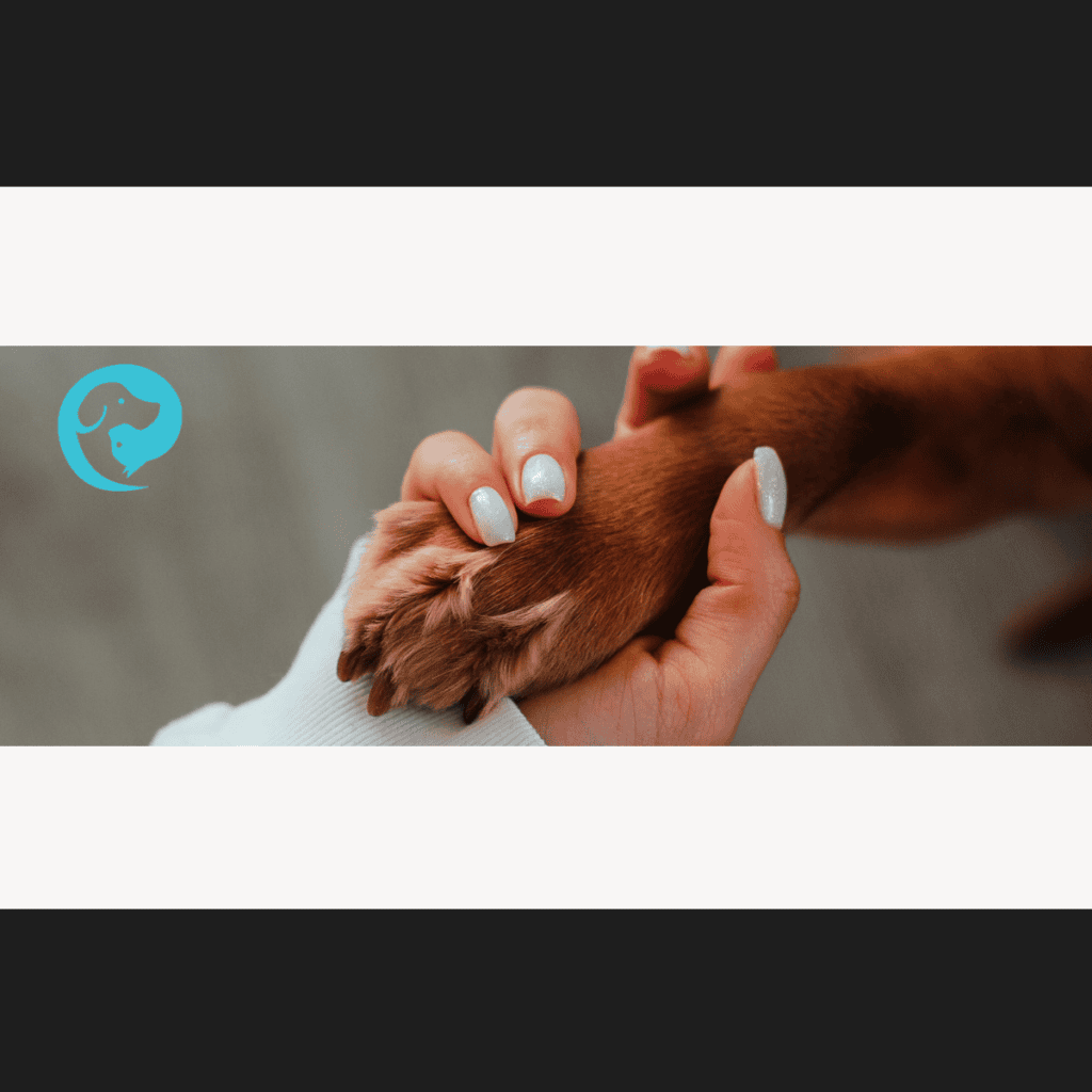 A human hand with painted nails holding a dog's paw. Cooperative care for dogs.
