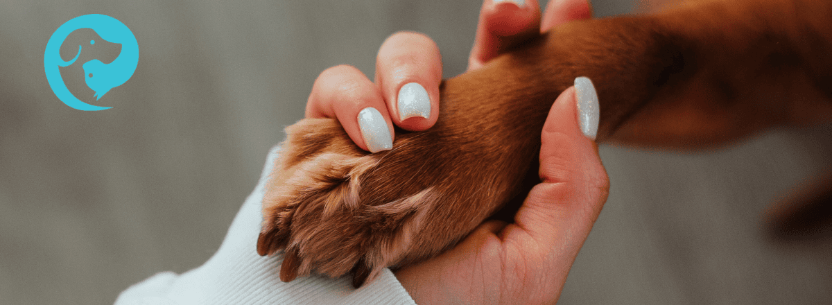 A human hand with painted nails holding a dog's paw. Cooperative care for dogs.