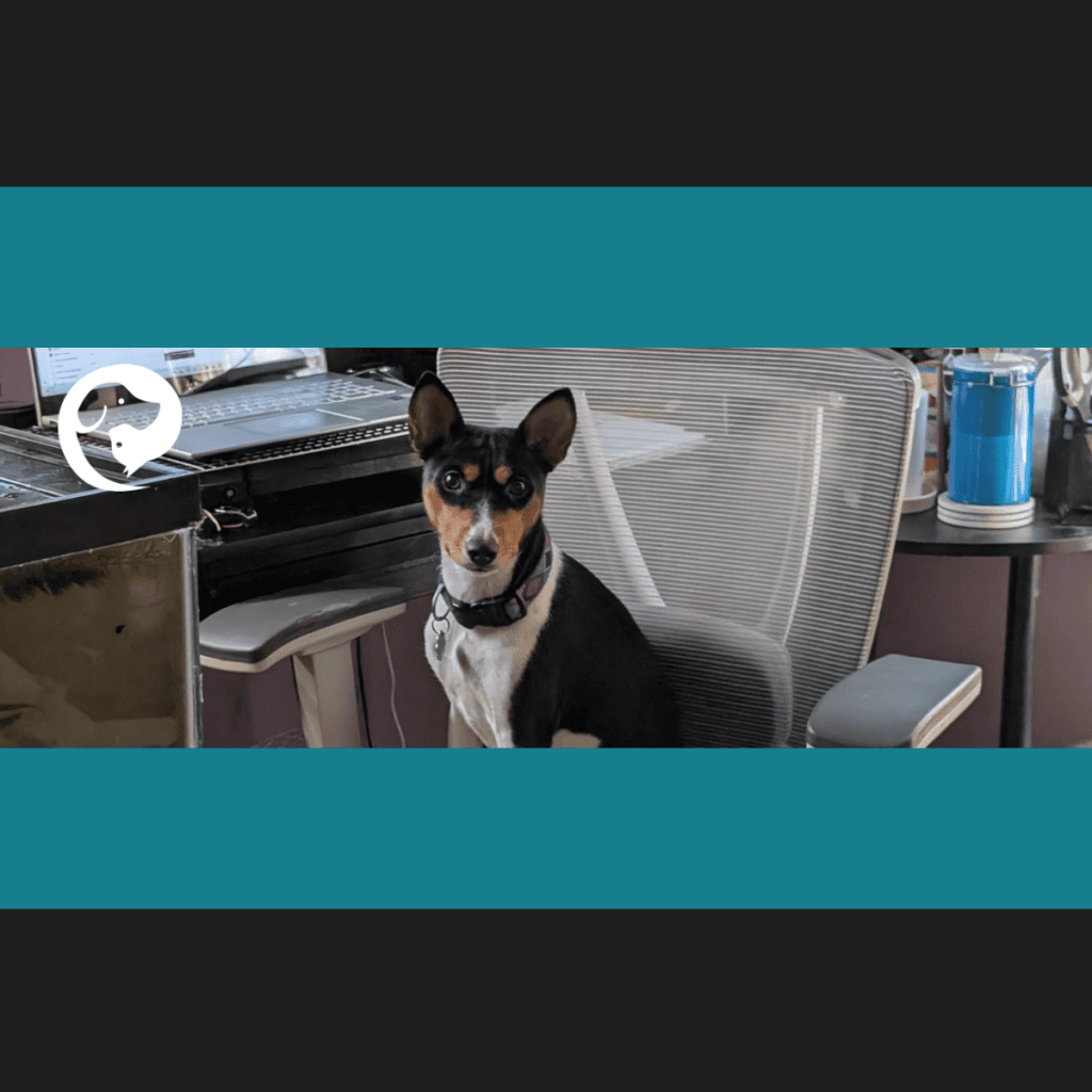 A basenji dog sitting in an office chair at a desk. Miley has agency to choose her vantage point.