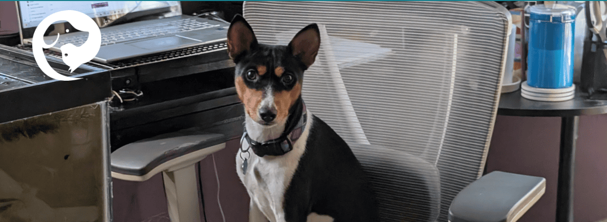 A basenji dog sitting in an office chair at a desk. Miley has agency to choose her vantage point.