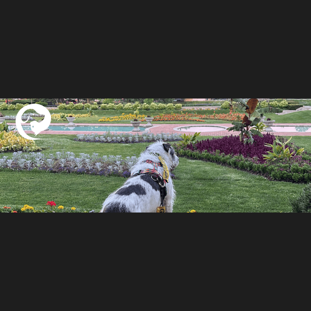 A scruffy white and dark grey dog looking out over a park with colorful flowers.