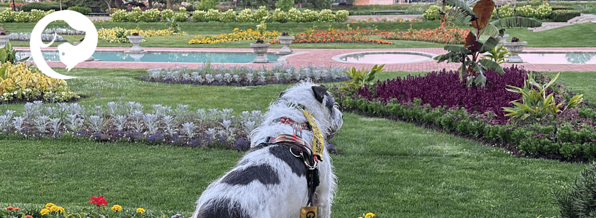 A scruffy white and dark grey dog looking out over a park with colorful flowers.