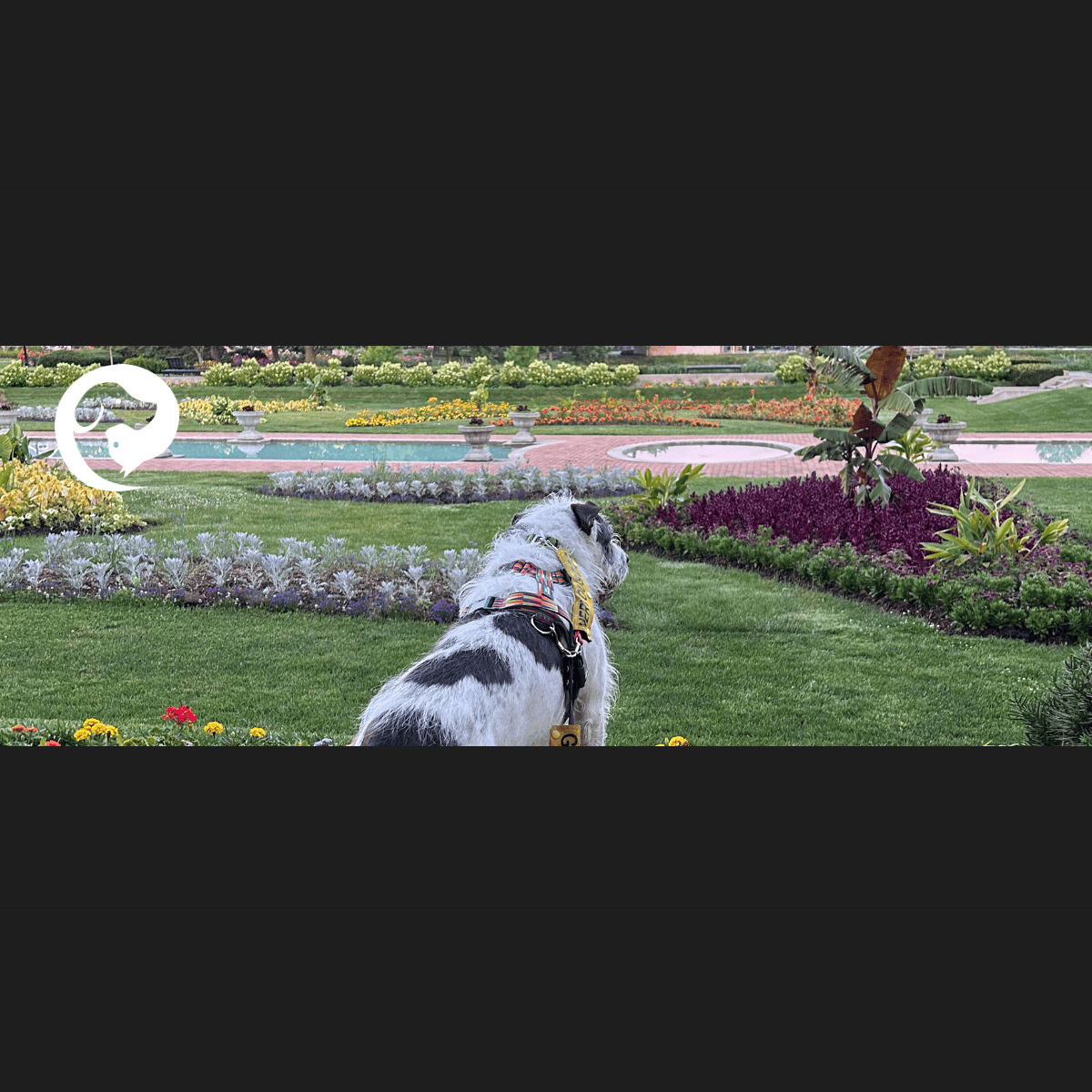 A scruffy white and dark grey dog looking out over a park with colorful flowers.