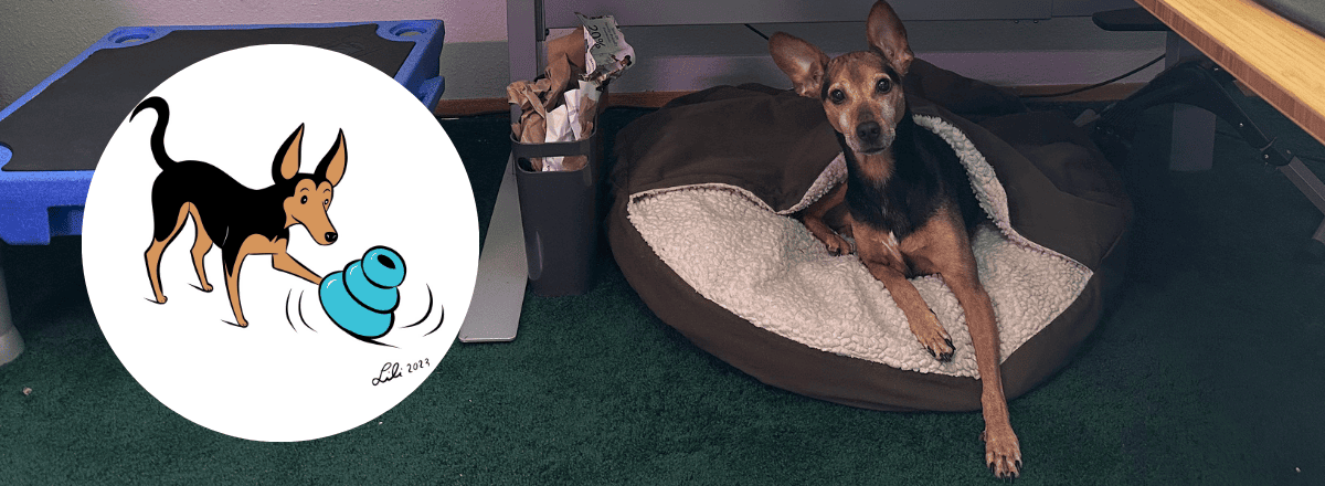 A lanky black and brown dog with large ears lying inside a nest bed. Next to him is his illustration.
