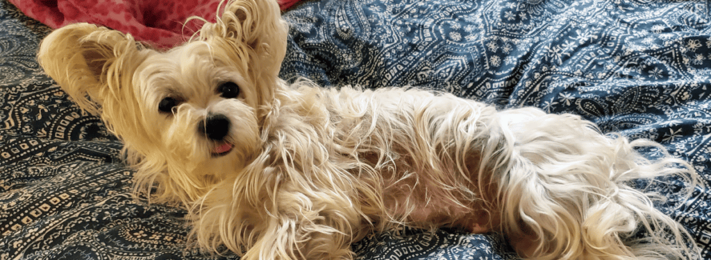 A small long-haired dog reclining on a comforter.