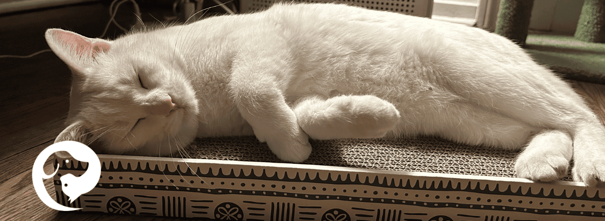 A white cat snoozing on his cardboard scratcher.