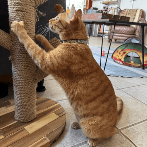 An orange cat sitting back on his hind legs while he scratches his sisal rope scratching post.