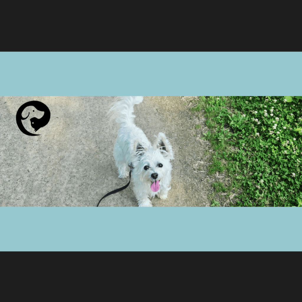 A white long-haired dog on a gravel trail looking up at the camera. Preston is a senior dog.