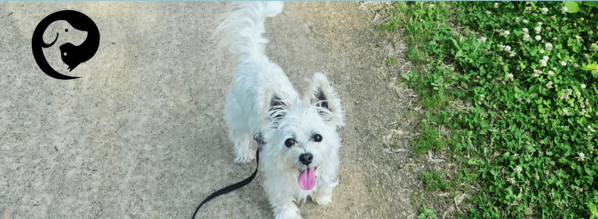 A white long-haired dog on a gravel trail looking up at the camera. Preston is a senior dog.