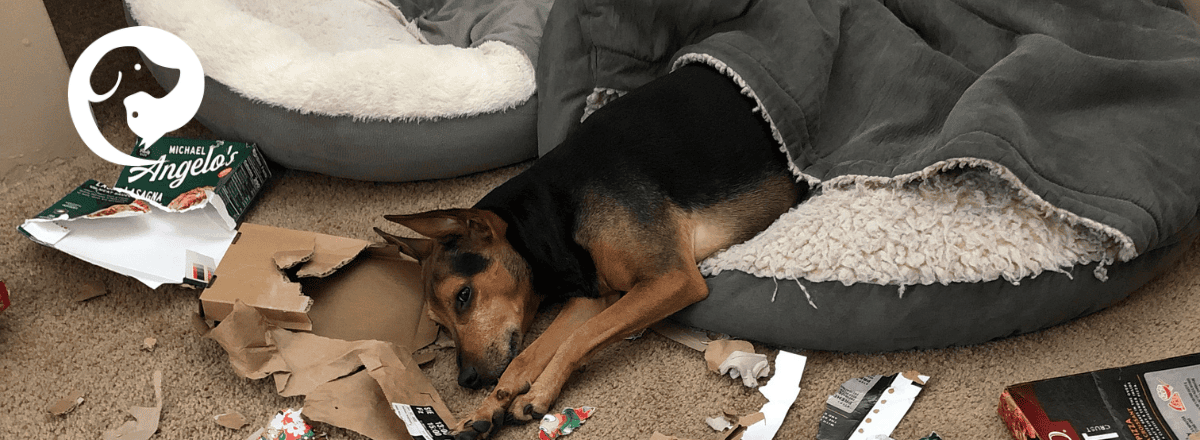 A black and brown dog fast asleep in a bed with his front leg stretched out.
