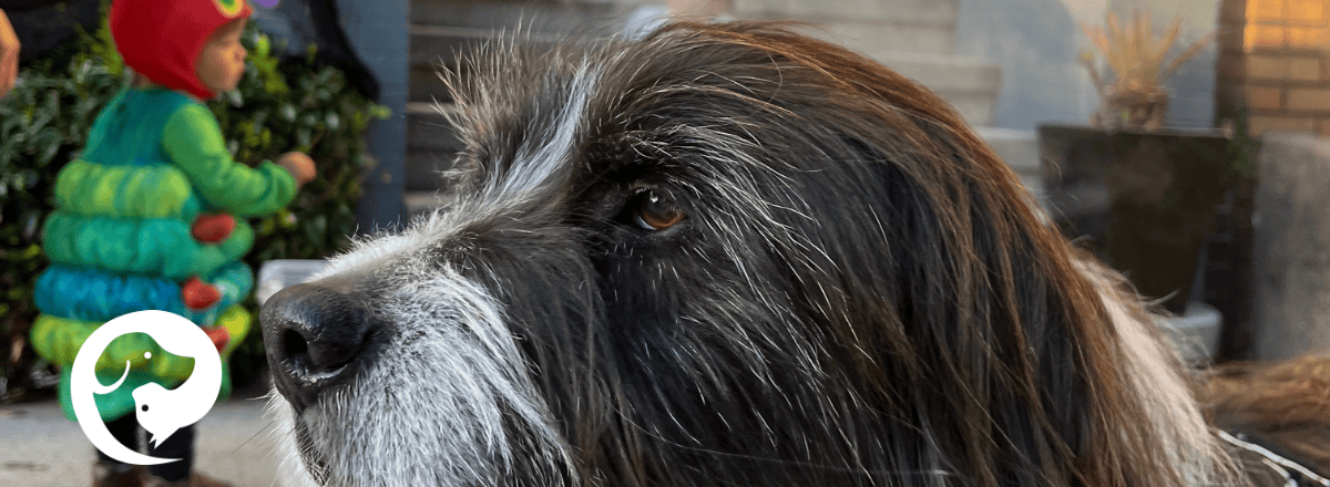 A regal long-haired black and white dog out trick or treating with a toddler in the background.