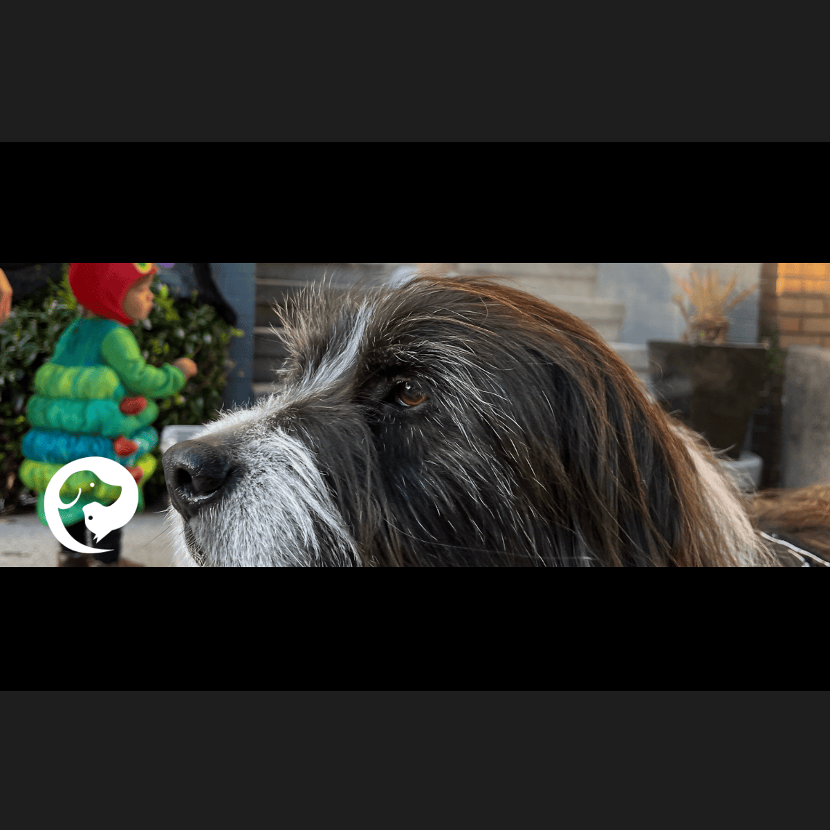 A regal long-haired black and white dog out trick or treating with a toddler in the background.