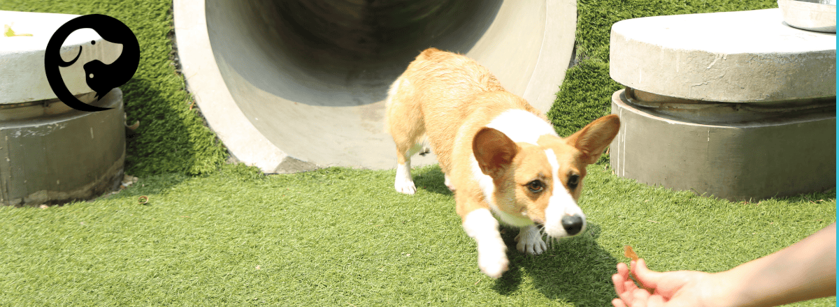 A young corgi coming out of a concrete tunnel, following a treat in a person's hand.