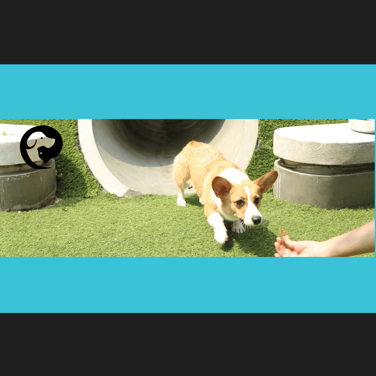 A young corgi coming out of a concrete tunnel, following a treat in a person's hand.