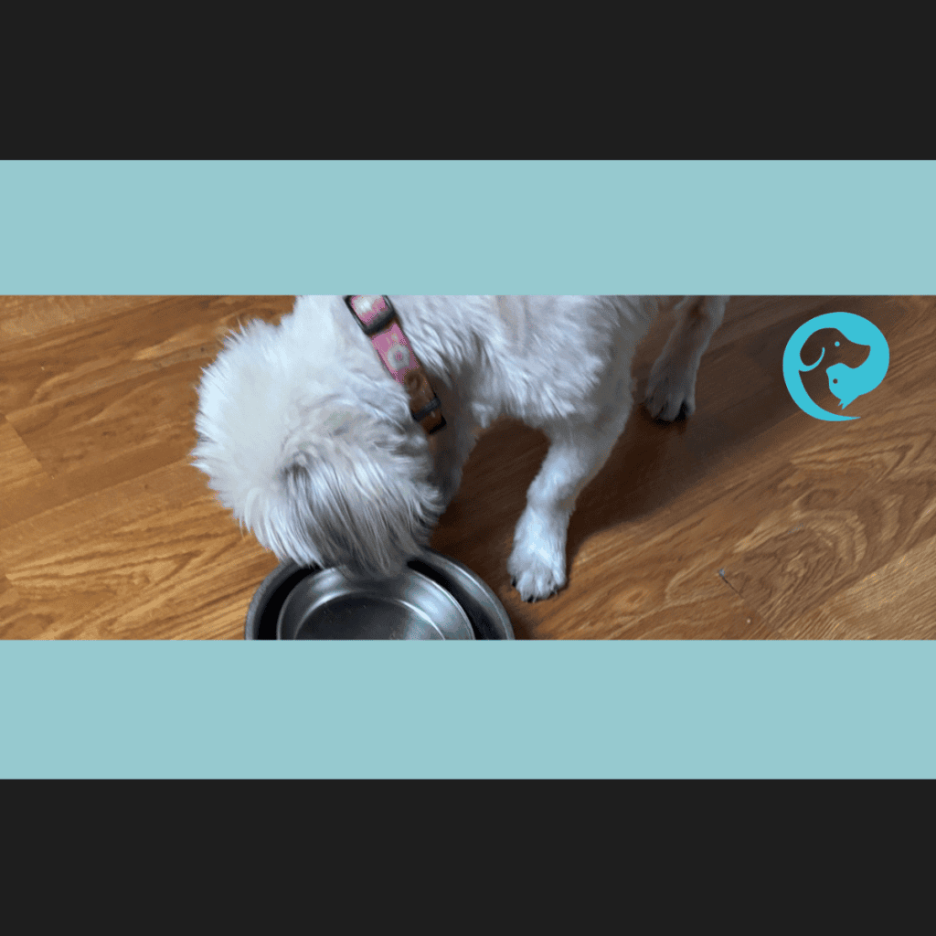 A small dog eating out of a bowl stacked inside a bowl for a kibble enrichment foraging activity.