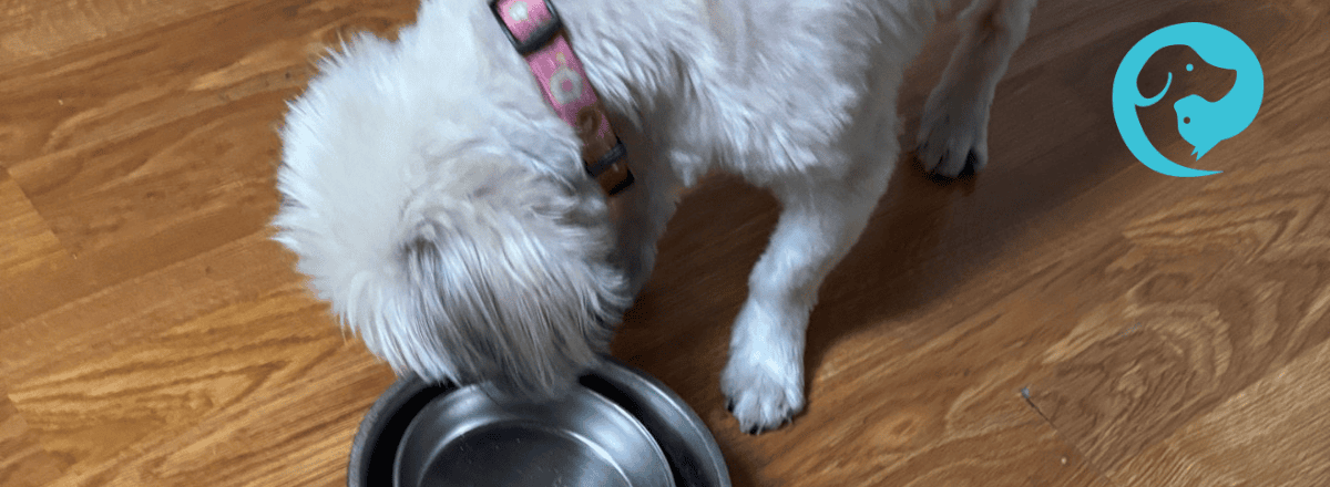 A small dog eating out of a bowl stacked inside a bowl for a kibble enrichment foraging activity.