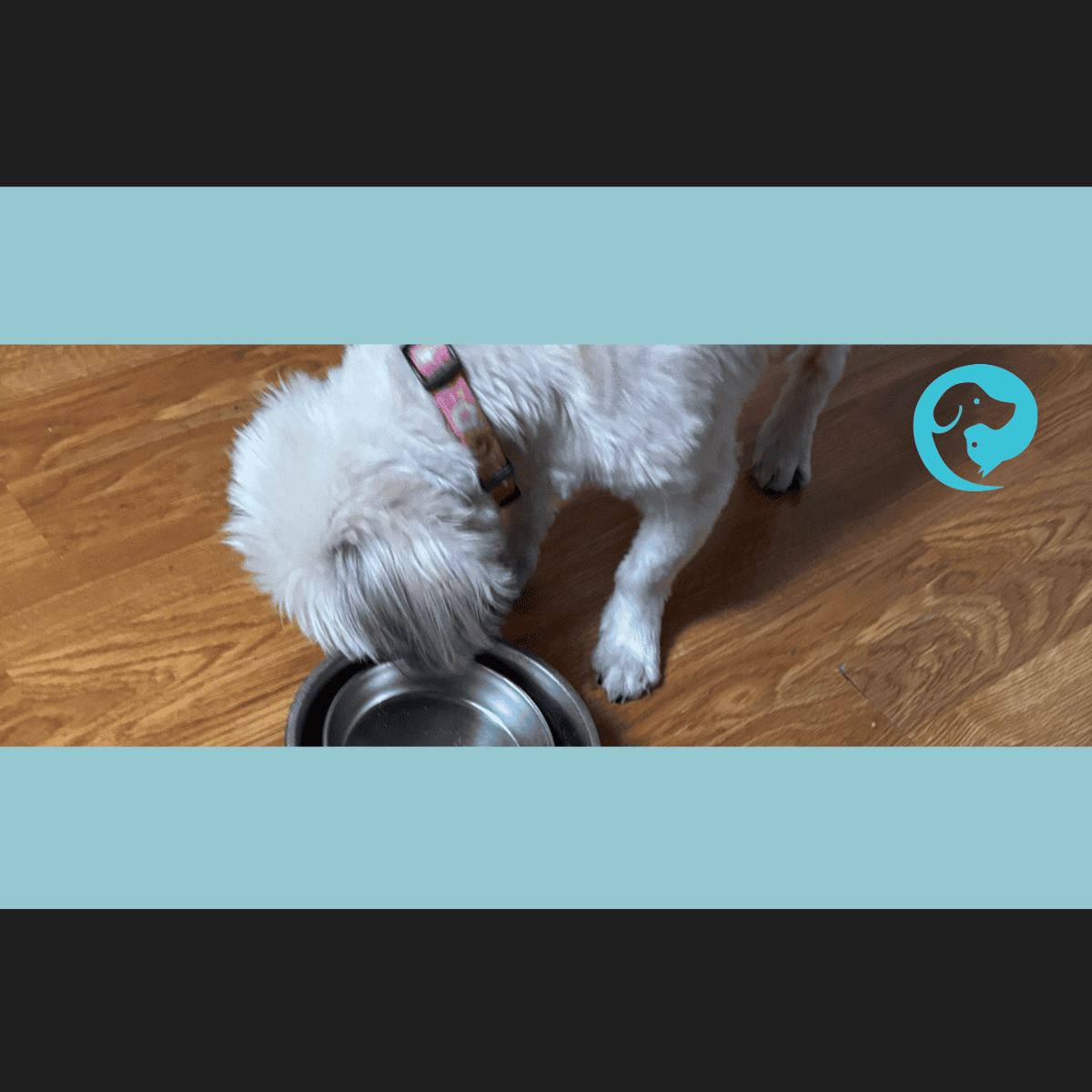 A small dog eating out of a bowl stacked inside a bowl for a kibble enrichment foraging activity.