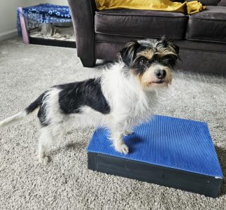 A small, scruffy jack russel terrier mix, Sprite, with her front feet up a small platform covered in grippy yoga mat material. 2-paws on for cooperative care.