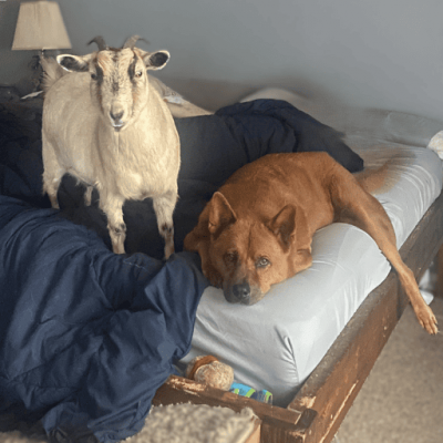 A white goat standing next to a large red dog. They are both on a bed. A descriptive approach for a specific household.