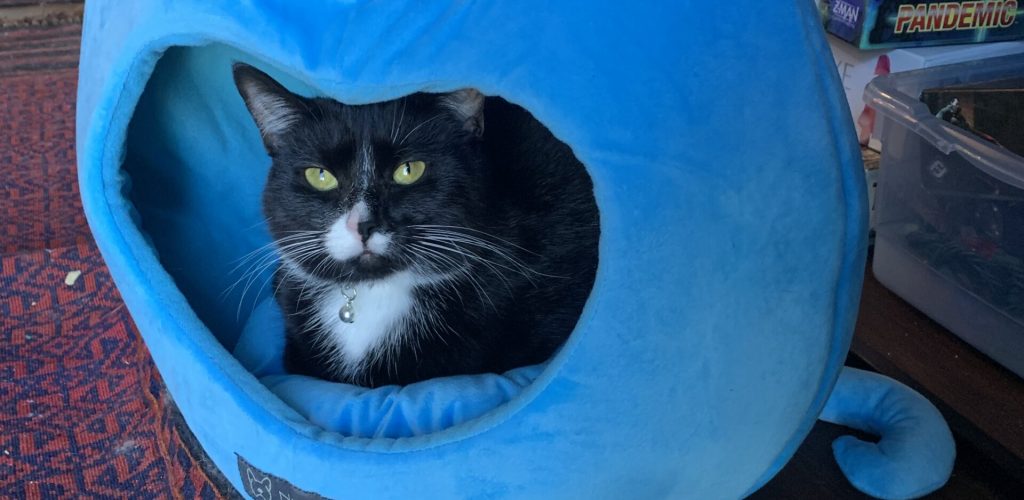 A black and white cat peers out from inside a plush blue fabric hut that is shaped like a creature. It has eyes and the cat enters through the open mouth.