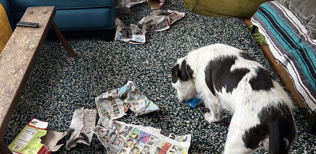 A scruffy white and dark grey dog sniffing a pile of crumpled newspaper, extracting hidden snacks