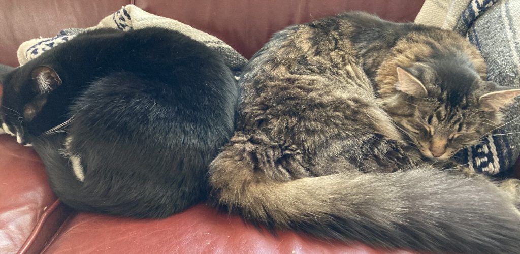 A (mostly black) tuxedo cat curled up next to a large, long haired tabby