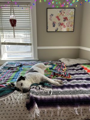 A scruffy white and dark grey dog on top of a colorful crocheted blanket.